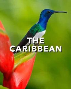 Oceania Cruises - The Caribbean
