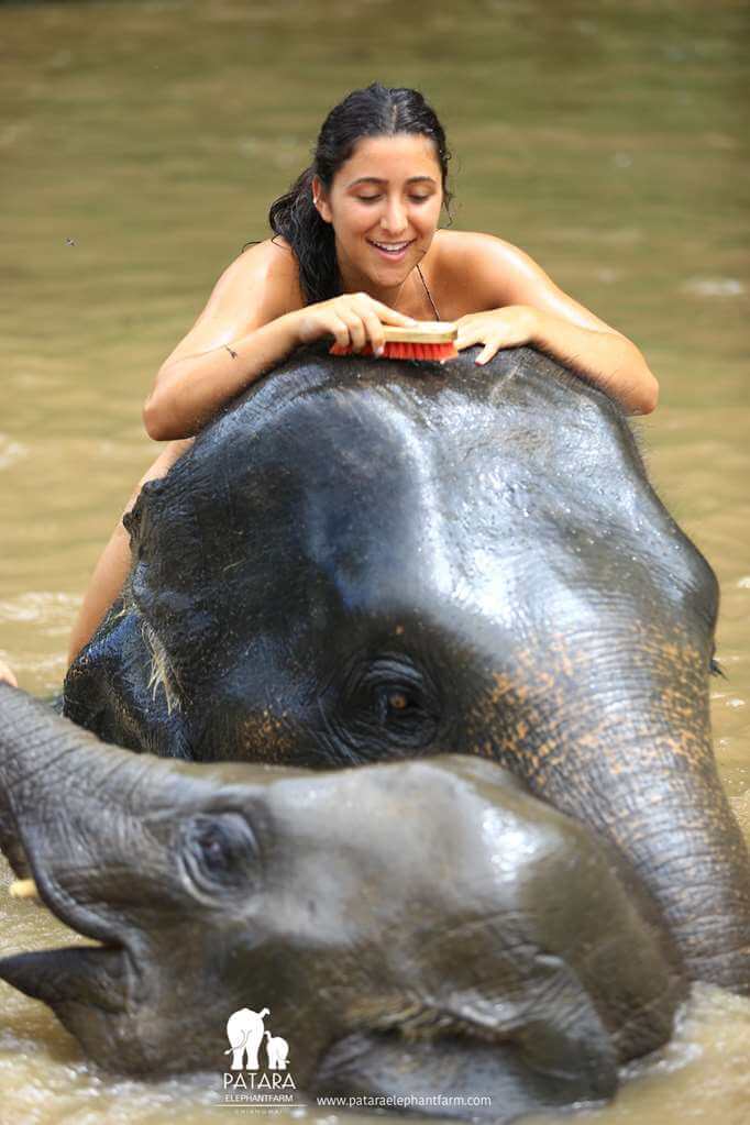 Wanna Tours Thailand - Elephants Chiangmai